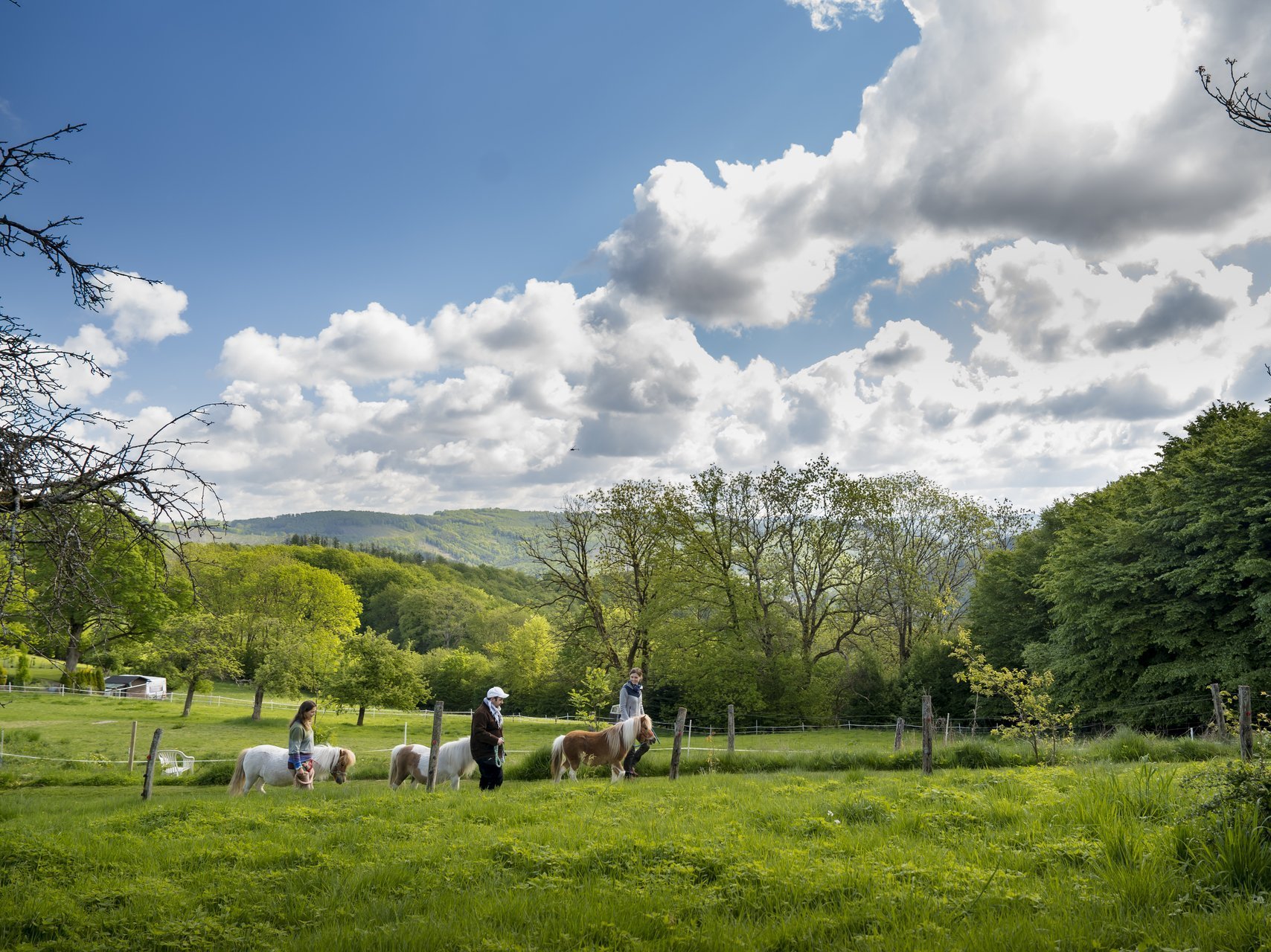 Drei Menschen gehen mit drei Shetlandponys über eine grüne Wiese bei strahlendem Sonnenschein, blauem Himmel und ein paar weißen Wolken.