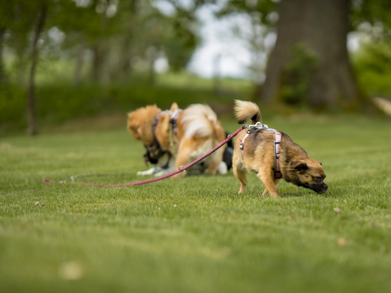 Drei kleine Hunde tollen auf einer Wiese herum.