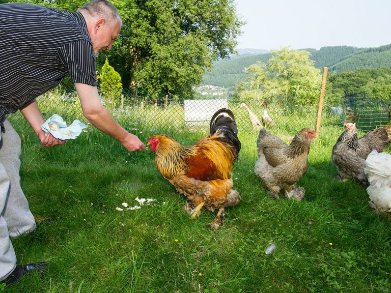 ein Mann füttert Hühner auf einer Wiese mit Brot