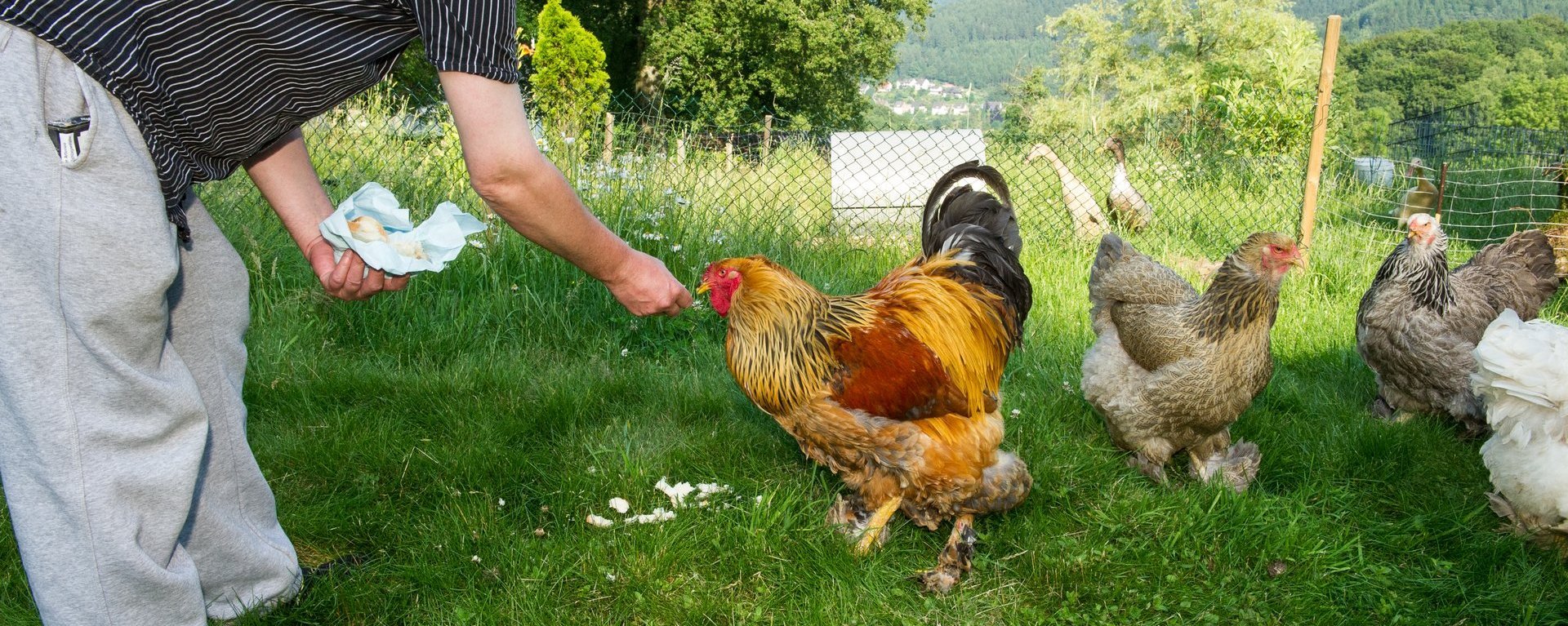 ein Mann füttert Hühner auf einer Wiese mit Brot