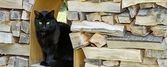eine schwarze Katze sitzt auf aufgerichtetem Holz