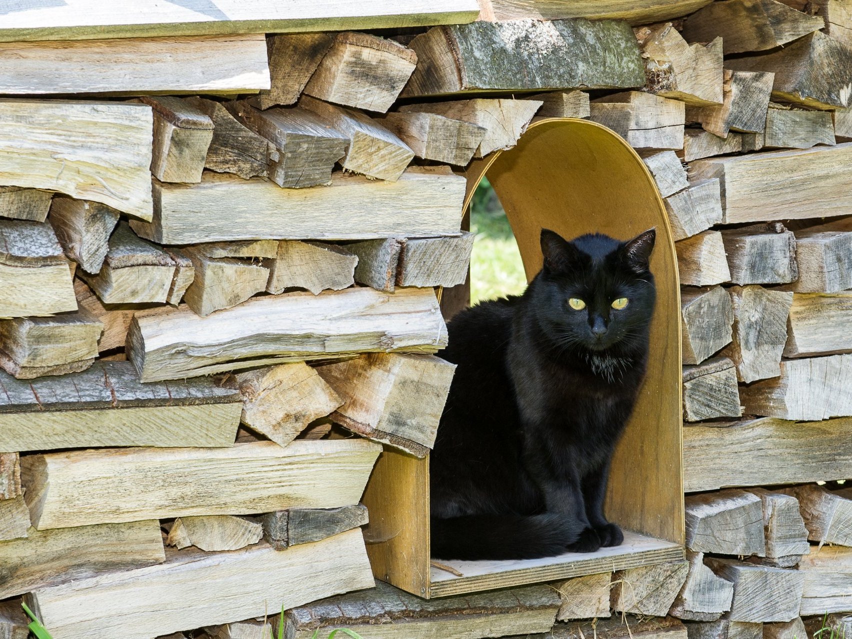 schwarze Katze auf aufgerichtetem Holz