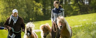 Zwei Menschen gehen mit drei Shetlandponys spazieren.